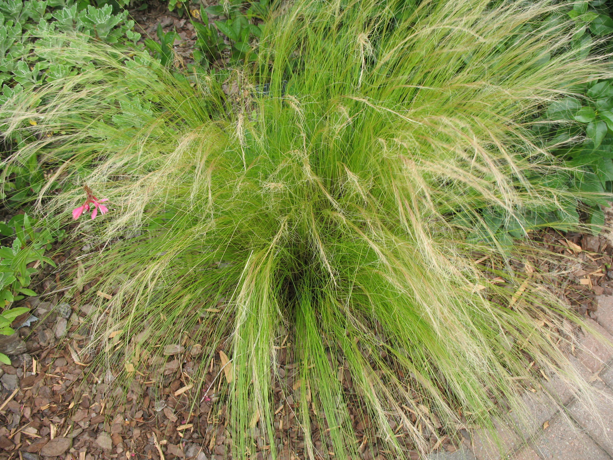 Online Plant Guide Nassella Tenuissima Mexican Feather Grass Online Plant Guide Nassella Tenuissima Mexican Feather Grass